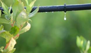 Drip Irrigation  in Richmond, New South Wales